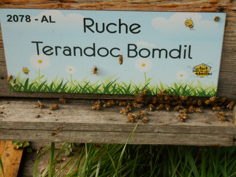 La ruche Terandoc Bomdil